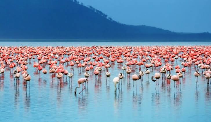 Nakuru National Park