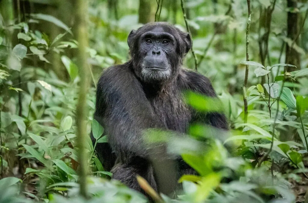 Kibale National Park