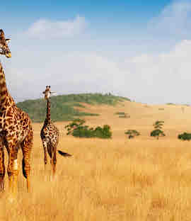 Maasai Mara